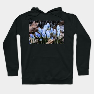 Spring Crocus 2 Hoodie